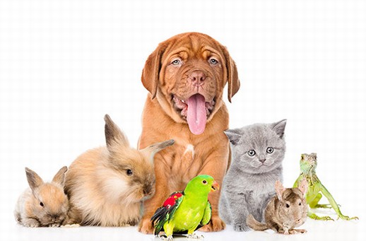 Turni di pronta disponibilità veterinaria dal 04.11.2019 al 05.01.2020