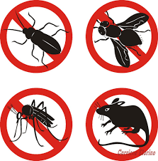 Avviso disinfestazione antiparassitaria palme - 11.12.2019